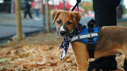 Emotional Support Animals